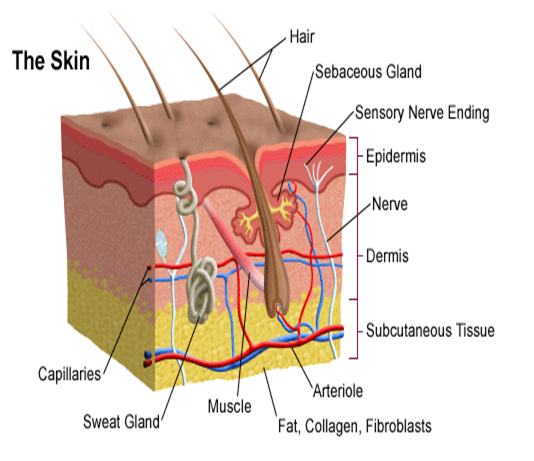 Explain about skin? Describe the structure and function of skin?
